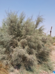 Tamarix aucheriana