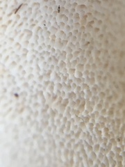 Albatrellaceae