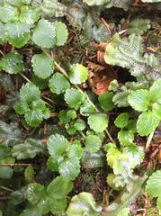 Chrysosplenium glechomifolium