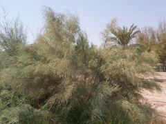 Tamarix aucheriana