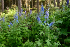 Delphinium cultorum