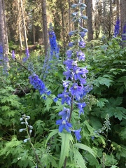 Delphinium cultorum