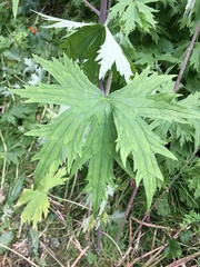 Delphinium cultorum