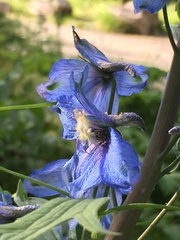 Delphinium cultorum