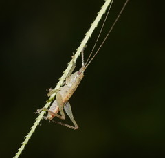 Austrosalomona destructor