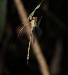 Gynacantha rosenbergi