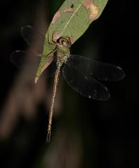 Gynacantha rosenbergi