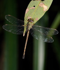 Gynacantha rosenbergi