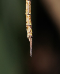 Gynacantha rosenbergi