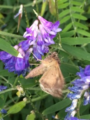 Autographa pseudogamma