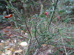 Fumana ericifolia
