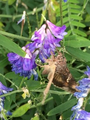 Autographa pseudogamma