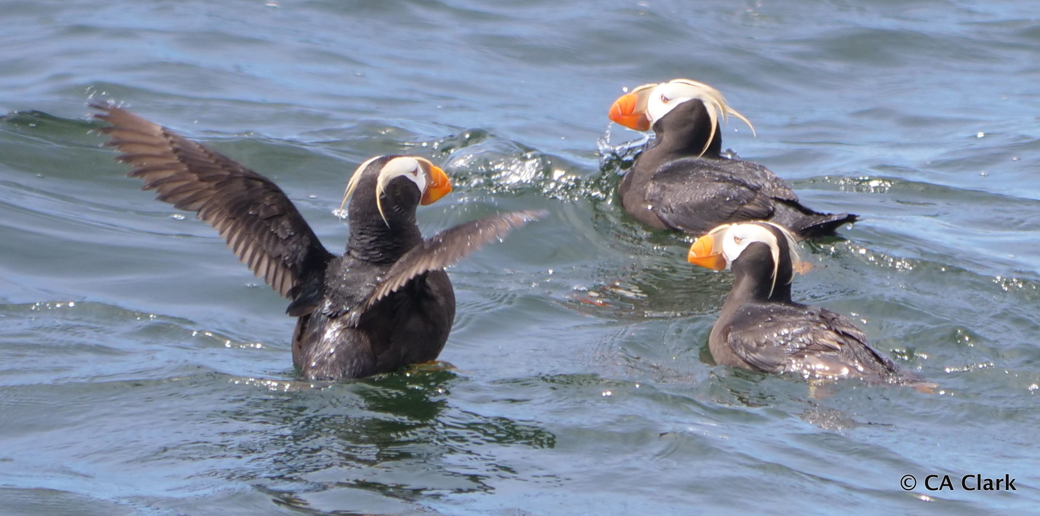 Tufted Puffin (Fratercula cirrhata) · iNaturalist Tufted Puffin (Fratercula cirrhata) · iNaturalist