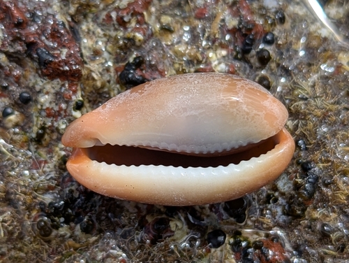 Lurid Cowry