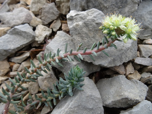 Pale Stonecrop