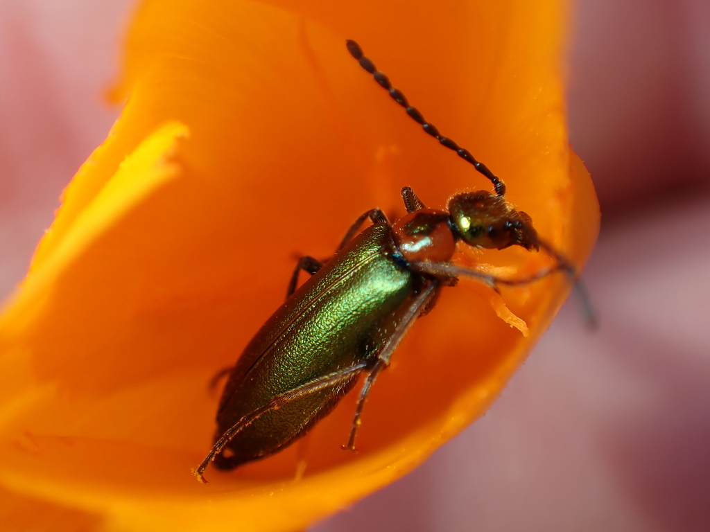 Lytta refulgens