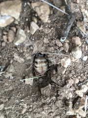 Galeodes araneoides