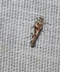 Aristotelia elegantella