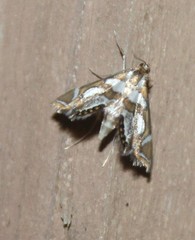 Chrysendeton medicinalis