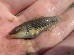 Halichoeres miniatus