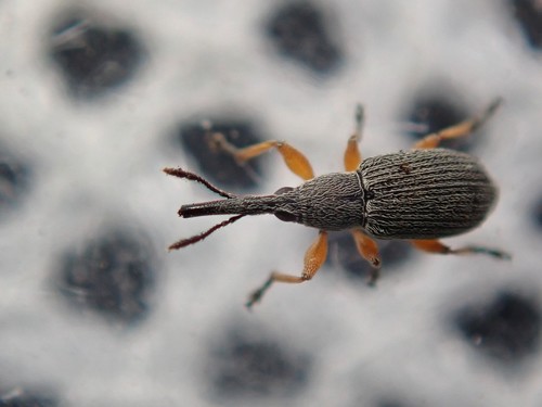 Hollyhock Weevil, photo 3 of 10