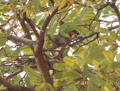 Petrogale brachyotis