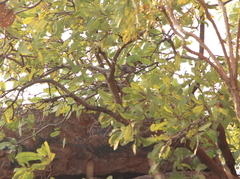 Petrogale brachyotis