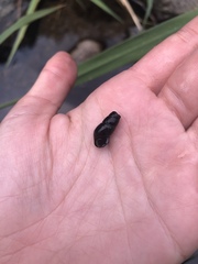 Juga plicifera