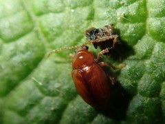 Neocrepidodera ferruginea