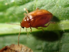 Neocrepidodera ferruginea