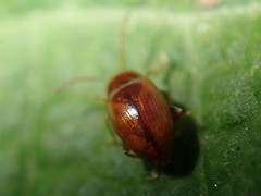 Neocrepidodera ferruginea