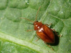 Neocrepidodera ferruginea