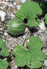 Trichosanthes scabra