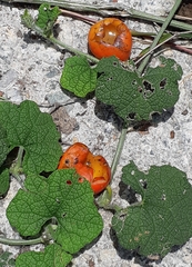 Trichosanthes scabra