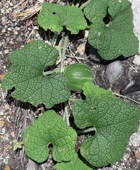 Trichosanthes scabra