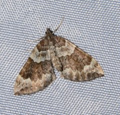 Eulithis destinata