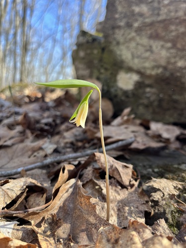 Sessileleaf bellwort (Uvularia sessilifolia)