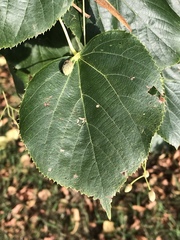 Tilia euchlora