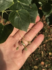 Tilia euchlora