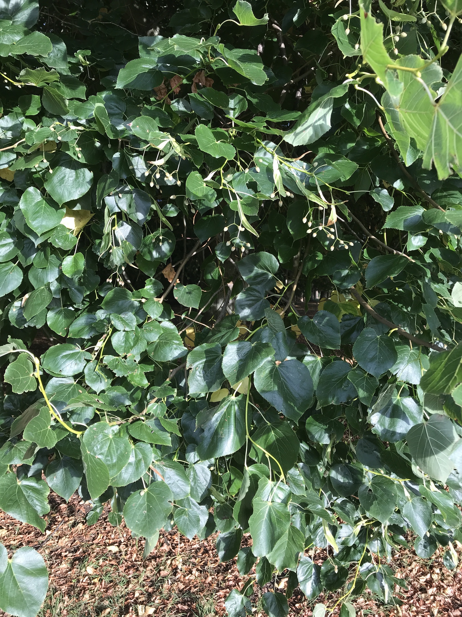 Tilia X euchlora