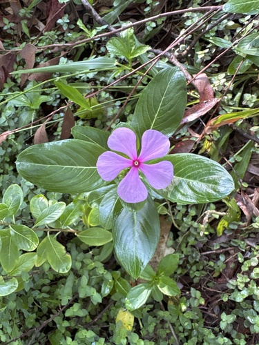 Catharanthus roseus observed 2025-05-01