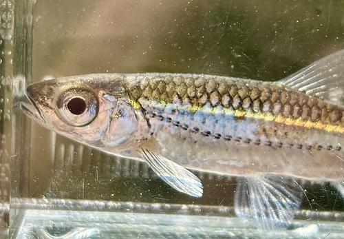 Telescope shiner (Notropis telescopus) — Cyprinidae