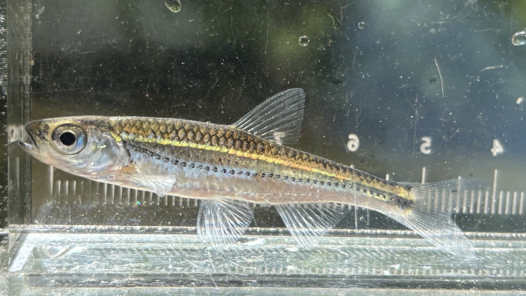 Telescope Shiner (Kentucky Freshwater Species) · iNaturalist