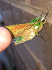 Euchloron megaera
