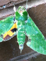 Euchloron megaera