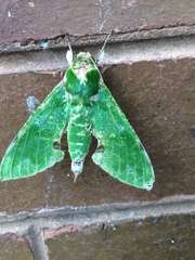 Euchloron megaera