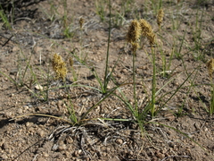 Carex douglasii