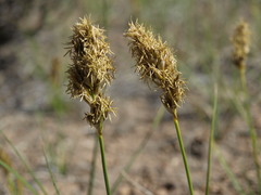 Carex douglasii