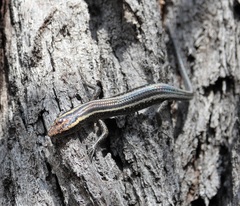 Cryptoblepharus pulcher pulcher