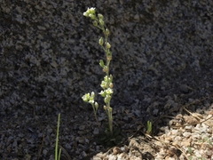 Draba californica